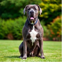 Deckrüde: Tipps für angehende Züchter