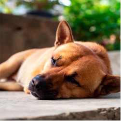 Demenz bei Hunden: typische Symptome und Tipps für betroffene Halter