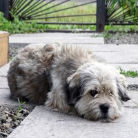 Demodex-Milben beim Hund: Symptome und Behandlung einer Demodikose