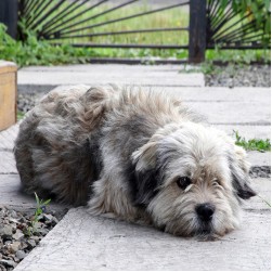 Demodex-Milben beim Hund: Symptome und Behandlung einer Demodikose