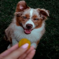 Der Geschmackssinn des Hundes