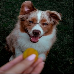 Der Geschmackssinn des Hundes