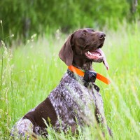 Deutsch Drahthaar: Hundefutter und Rasseportrait