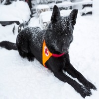 Diensthunde: Einsatzkräfte auf vier Pfoten