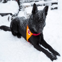 Diensthunde: Einsatzkräfte auf vier Pfoten