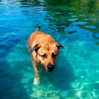 Dog Diving: Hundesport für Wasserratten