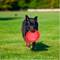 Dog Frisbee: temporeicher Trendsport für Hunde