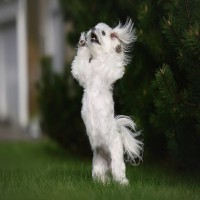 Dogdancing: Hundesport für aktive Vierbeiner und ihre Halter