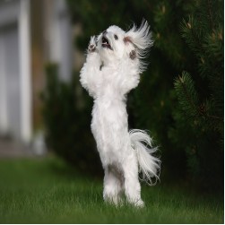 Dogdancing: Hundesport für aktive Vierbeiner und ihre Halter