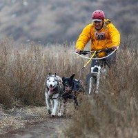 Dogscooting: unterwegs mit dem Dogscooter