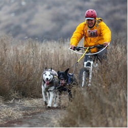 Dogscooting: unterwegs mit dem Dogscooter