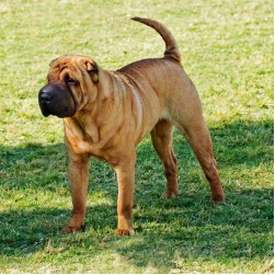 Dogtrekking: wenn Hund und Halter auf Wanderschaft gehen