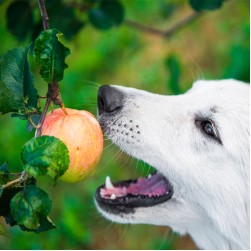 Dürfen Hunde Äpfel essen?