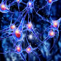 Epilepsie bei Hunden: Formen, Symptome und Behandlung