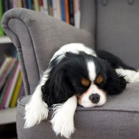 Erbrechen beim Hund: Ursachen, Behandlung und Vorbeugung