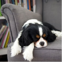 Erbrechen beim Hund: Ursachen, Behandlung und Vorbeugung