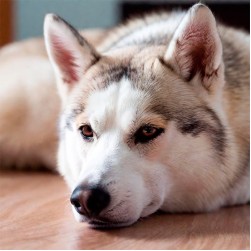 Fieber beim Hund erkennen, messen und behandeln