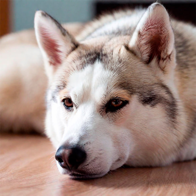 Fieber beim Hund erkennen, messen und behandeln Fieber beim Hund erkennen, messen und behandeln