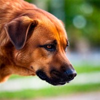 Futtermilben und Futtermilbenallergien beim Hund vermeiden