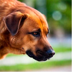 Futtermilben und Futtermilbenallergien beim Hund vermeiden