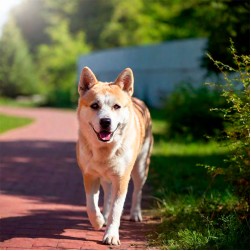 Gastritis beim Hund: Ursachen, Behandlung und Vorbeugung