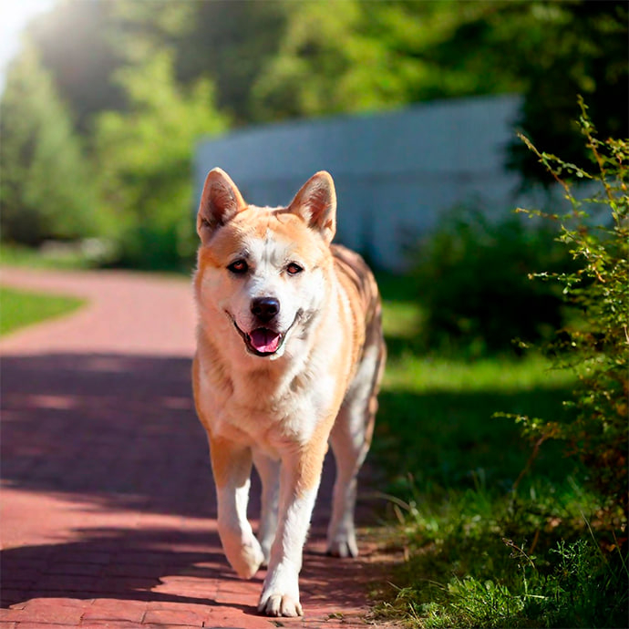Gastritis beim Hund: Ursachen, Behandlung und Vorbeugung