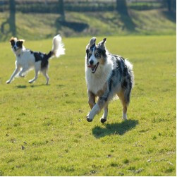 Gebrauchshundeprüfung: Abteilungen, Leistungsstufen und Ernährung