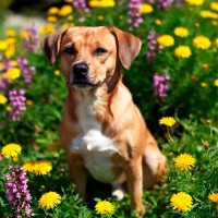 Giftige Pflanzen für Hunde