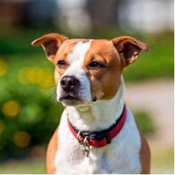 Halskrausen für Hunde: das müssen Sie wissen