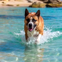Hund abkühlen: unsere Tipps für den Sommer