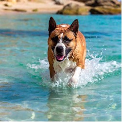 Hund abkühlen: unsere Tipps für den Sommer