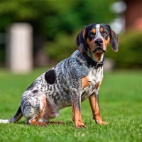 Hund aus dem Ausland adoptieren: Das sollten Sie dabei beachten