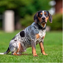 Hund aus dem Ausland adoptieren: Das sollten Sie dabei beachten