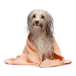 Hund baden: wie oft und womit?