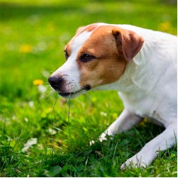 Hund frisst Gras: mögliche Ursachen und Risiken