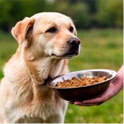 Hund frisst nicht: mögliche Ursachen für Appetitlosigkeit
