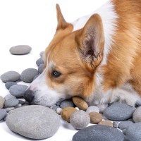 Hund frisst Steine: mögliche Ursachen und Tipps