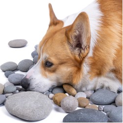 Hund frisst Steine: mögliche Ursachen und Tipps