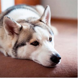 Hund hat Blut im Stuhl: mögliche Ursachen