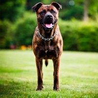 Wie Sie einem Hund ständiges Bellen abgewöhnen