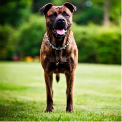 Wie Sie einem Hund ständiges Bellen abgewöhnen