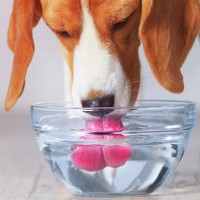 Hund trinkt viel: häufige Ursachen und wichtige Tipps für Halter