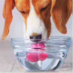 Hund trinkt viel: häufige Ursachen und wichtige Tipps für Halter