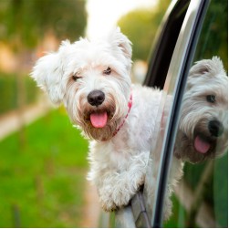 Hunde im Auto transportieren: Worauf Hundehalter achten müssen