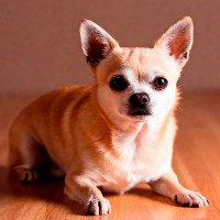 Hunderassen für die Wohnung