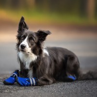 Hundeschuhe: Der ultimative Schutz für empfindliche Pfoten