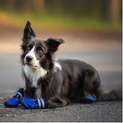 Hundeschuhe: Der ultimative Schutz für empfindliche Pfoten