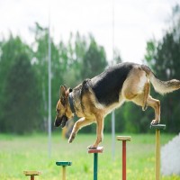 Hundesport: für jeden Vierbeiner die richtige Aktivität