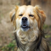 Insektenstich beim Hund