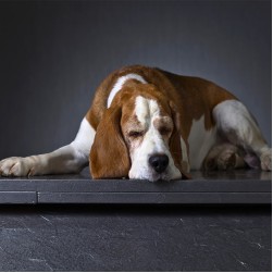 Kastration bei Rüden: alles Wichtige auf einen Blick